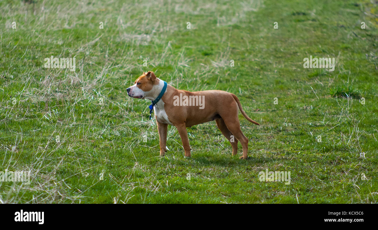 Amstaff cane in posa sul campo in erba Foto Stock