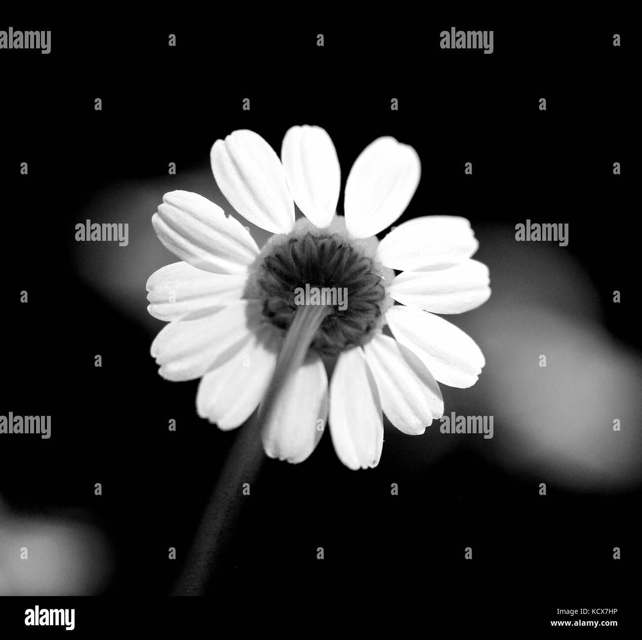 Immagine di un chamomiles nella natura,la medicina di erbe concept Foto Stock