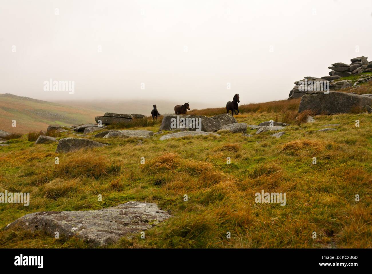 Dartmoor pony in esecuzione da un tor vicino wistmans legno, due ponti, Dartmoor. Foto Stock