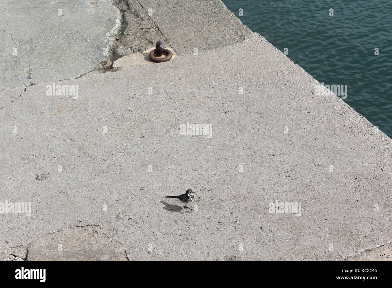 Un piccolo tit posatoi sulla banchina a Salcombe. Foto Stock