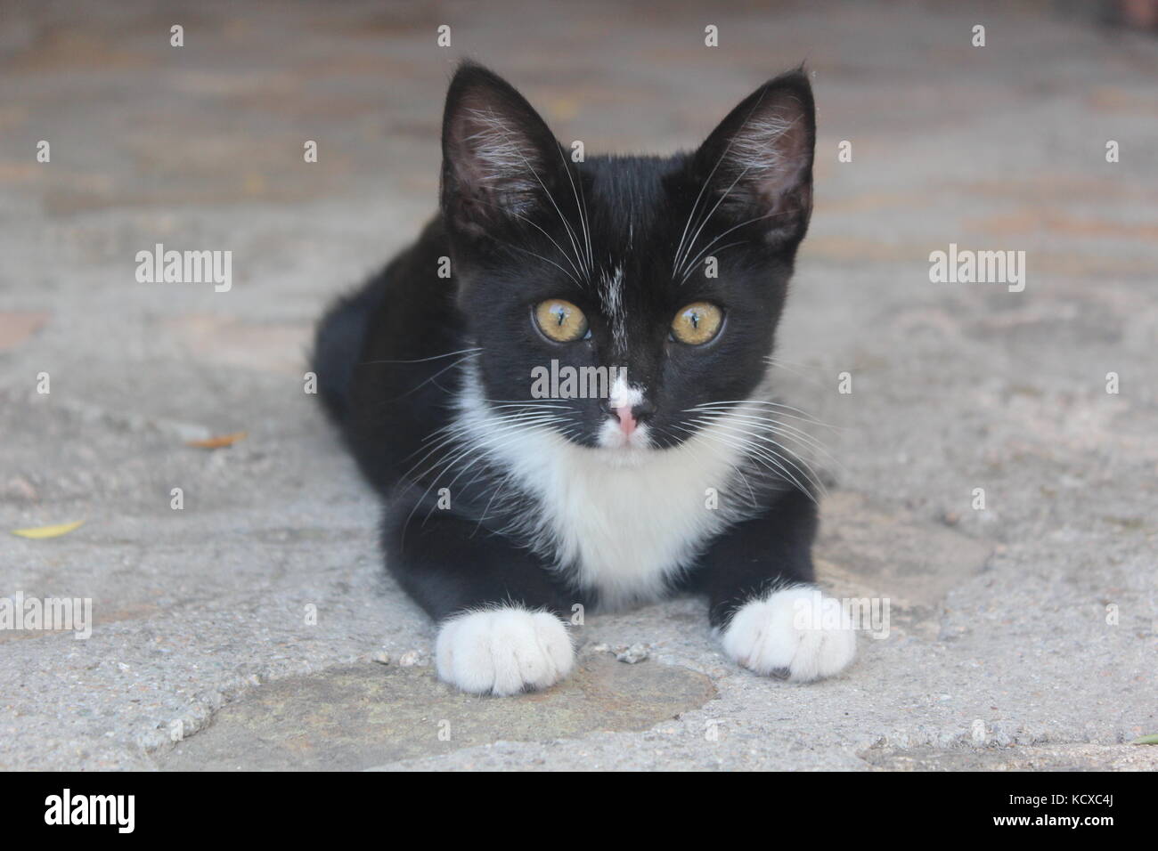 Bianco e nero gattino con gli occhi gialli si accovaccia su un pavimento di pietra. Foto Stock