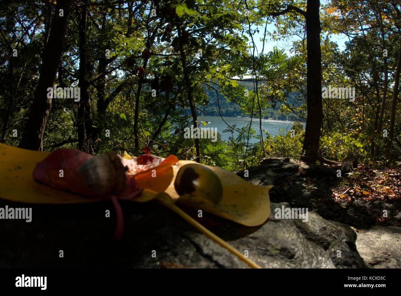 Ghiande e un paio di foglie di autunno in Pennsylvania con il fiume Susquehanna come sfondo Foto Stock