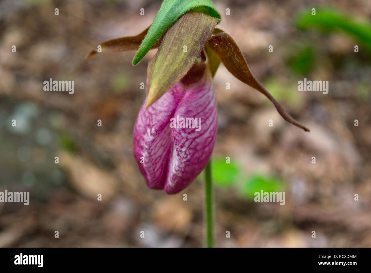 Il raro fiore di Pink Lady's Slipper nella George Washington National Forest, West Virginia Foto Stock