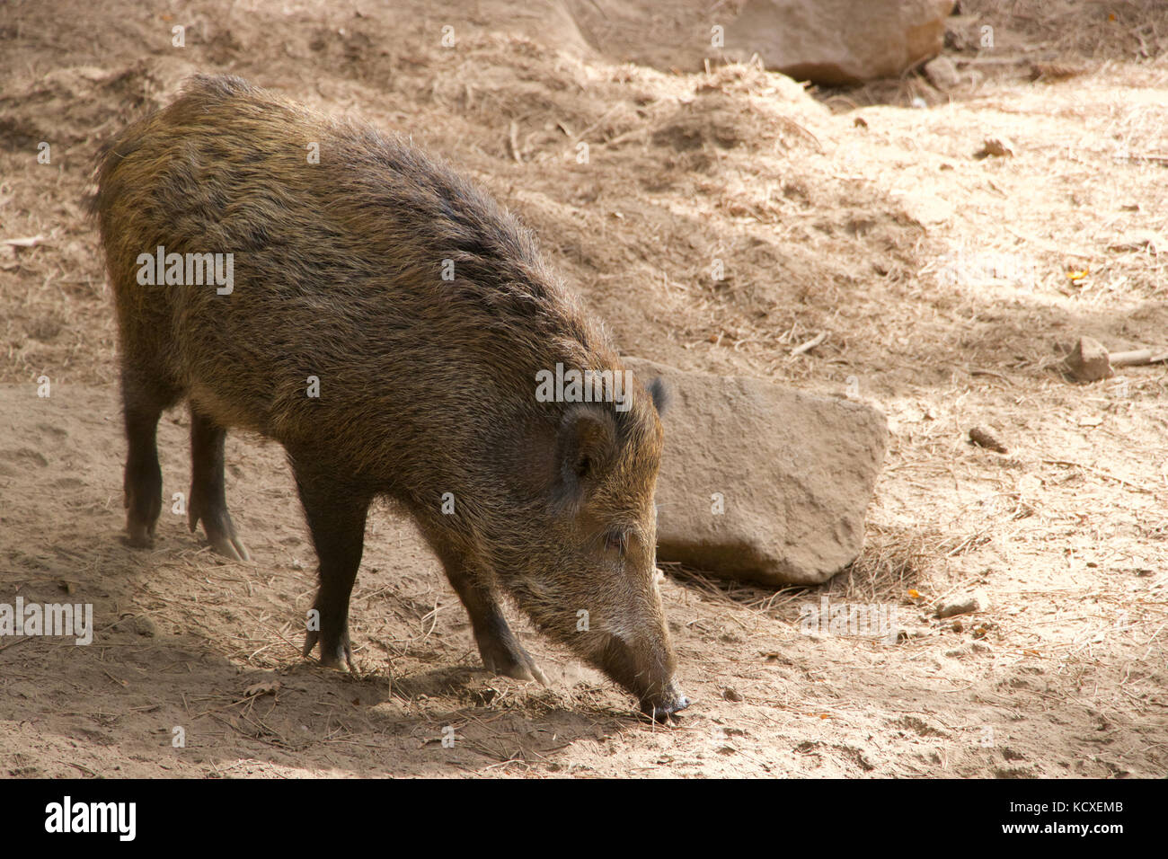 Cinghiale, cinghiale. Vive al Parque Biológico, a Gaia, Porto, Portogallo. Conservazione animale. Foto Stock