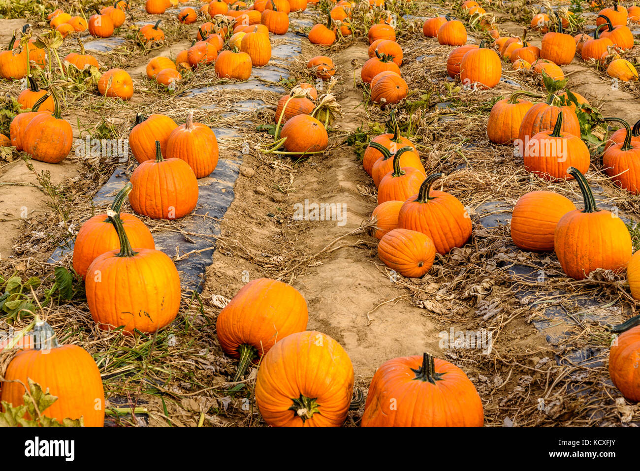 Ottobre raccolto di zucca al green bluff, Foto Stock