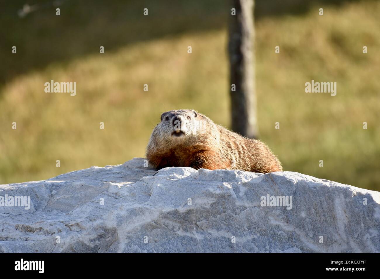 Marmotta (Marmota monax) Foto Stock