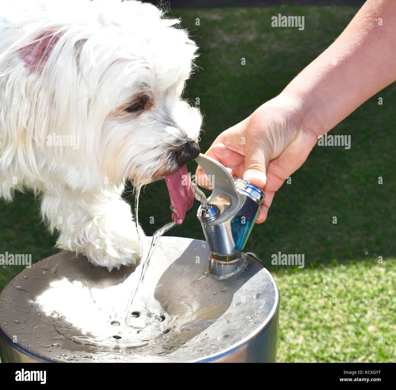 Un bianco cane maltese è di bere acqua da un gorgogliatore fontana Foto Stock