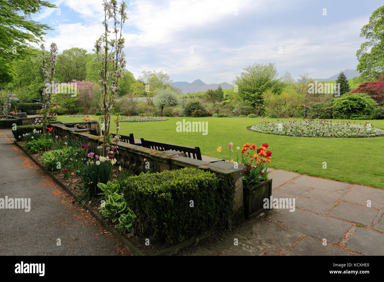 Fiori di Primavera nella speranza Park, Keswick Town, Parco Nazionale del Distretto dei Laghi, Cumbria County, England, Regno Unito Foto Stock