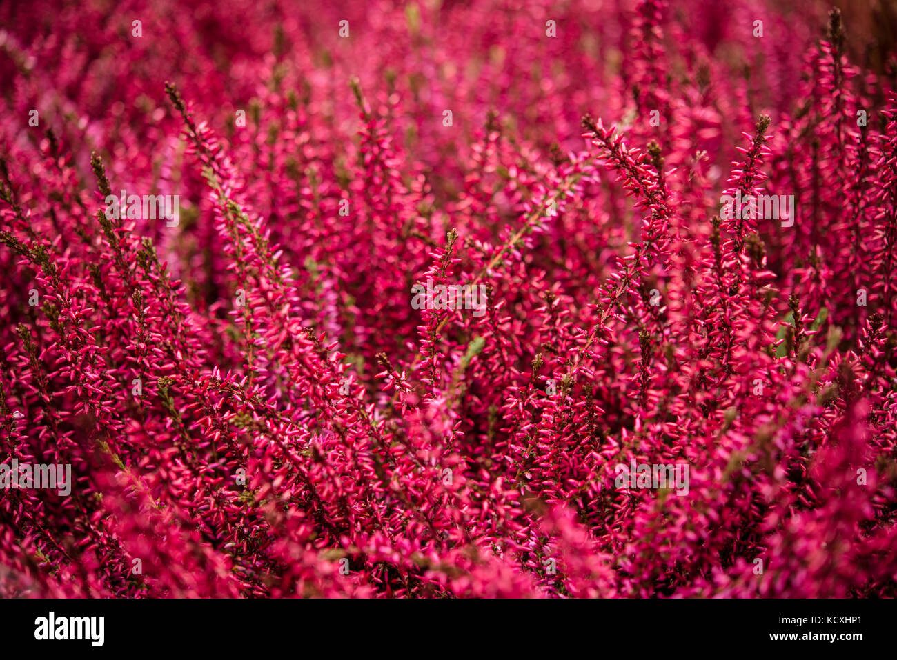 Ericaceae erica calluna gracilis flower pink viola Foto Stock