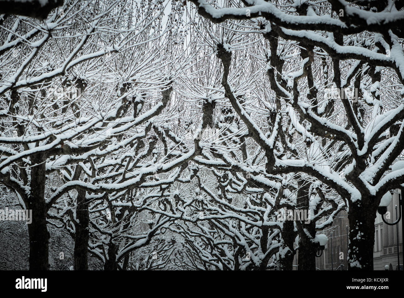 Vicolo di alberi in inverno con neve Foto Stock