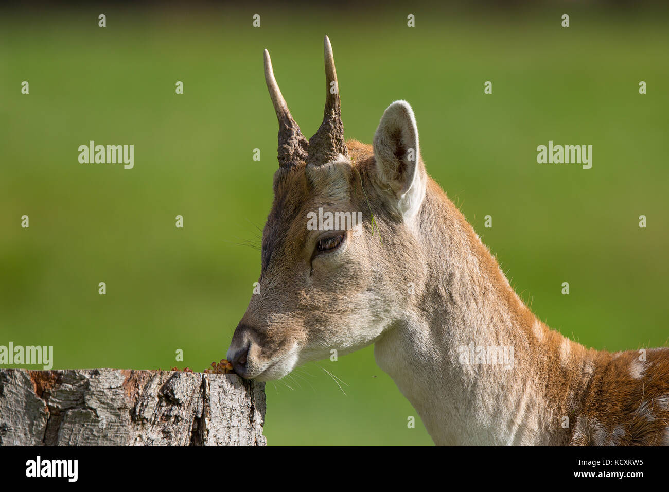 Vista laterale ravvicinata del giovane e selvaggio braccondo britannico (Dama dama) con minuscoli antlers, che sniffing al fungo selvaggio sul ceppo dell'albero. Animale di cervo britannico. Foto Stock