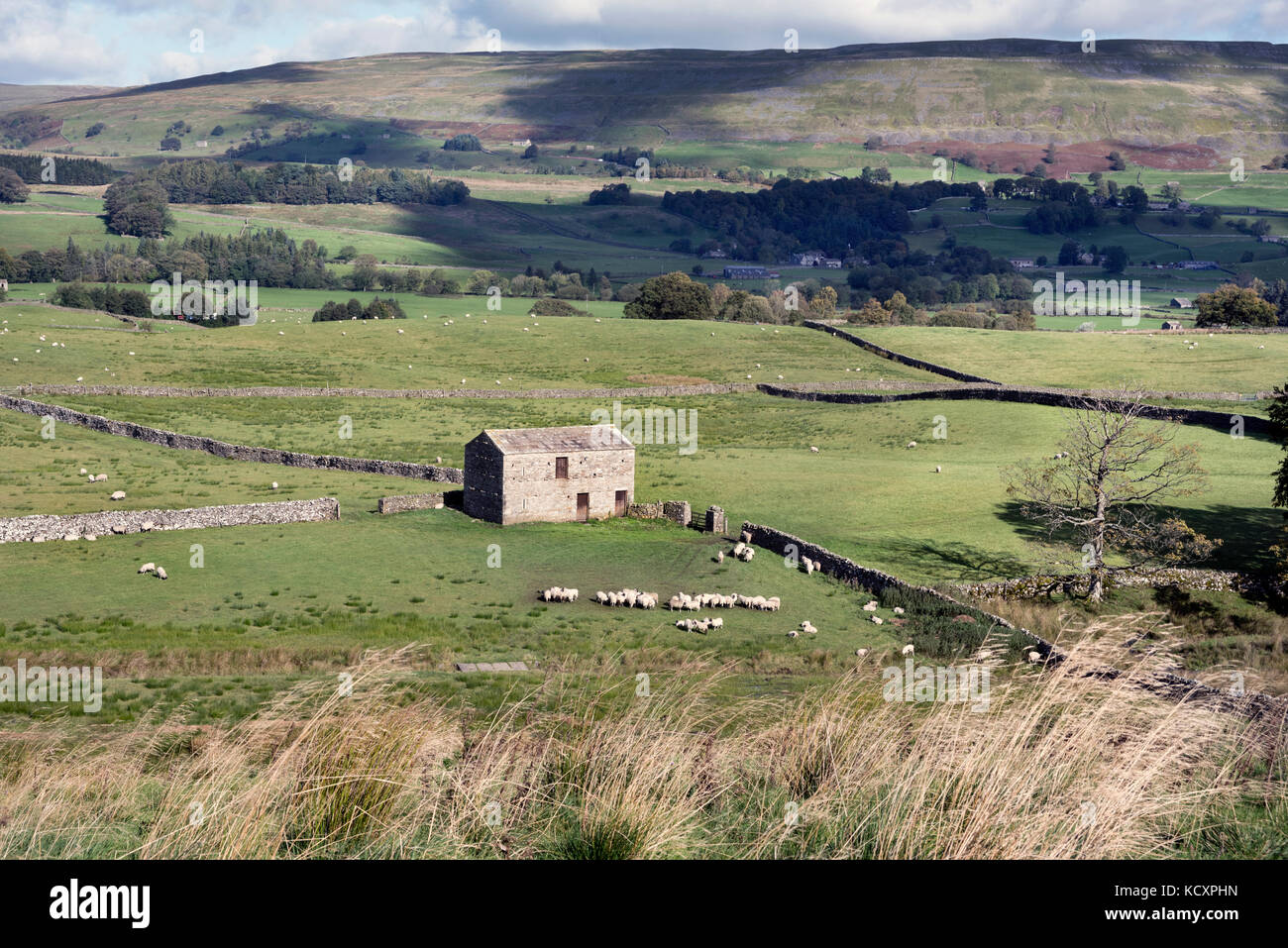 Pecore pascolano nei pressi di un vecchio fienile di campo vicino Hawes in Wensleydale, Yorkshire Dales National Park, Regno Unito Foto Stock