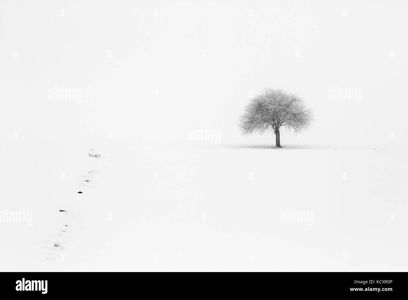 Albero solitario in inverno Foto Stock