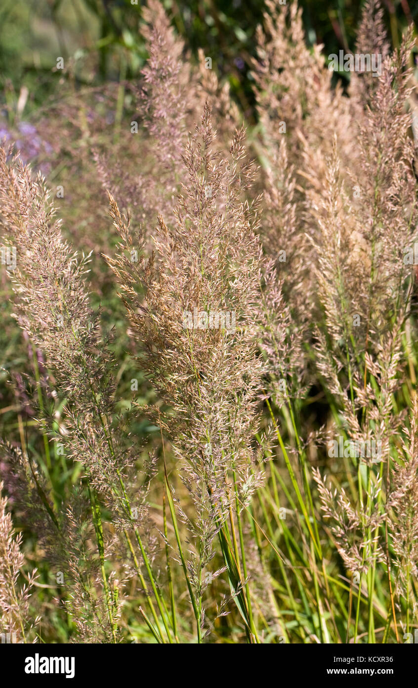 Calamagrostis brachytricha. coreano reed piuma erba. Foto Stock