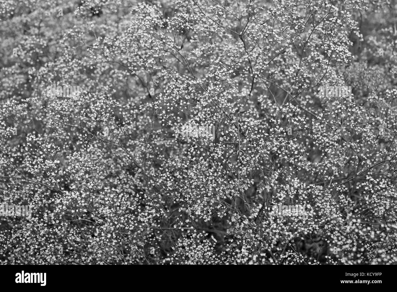 Bianco e nero consistenza naturale Foto Stock