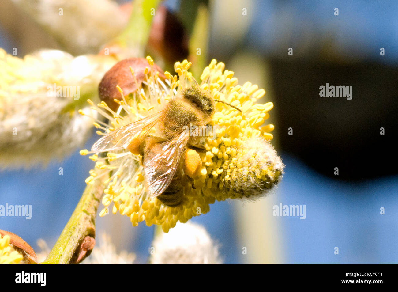 L'alimentazione delle api su Willow Tree polline dei fiori Foto Stock