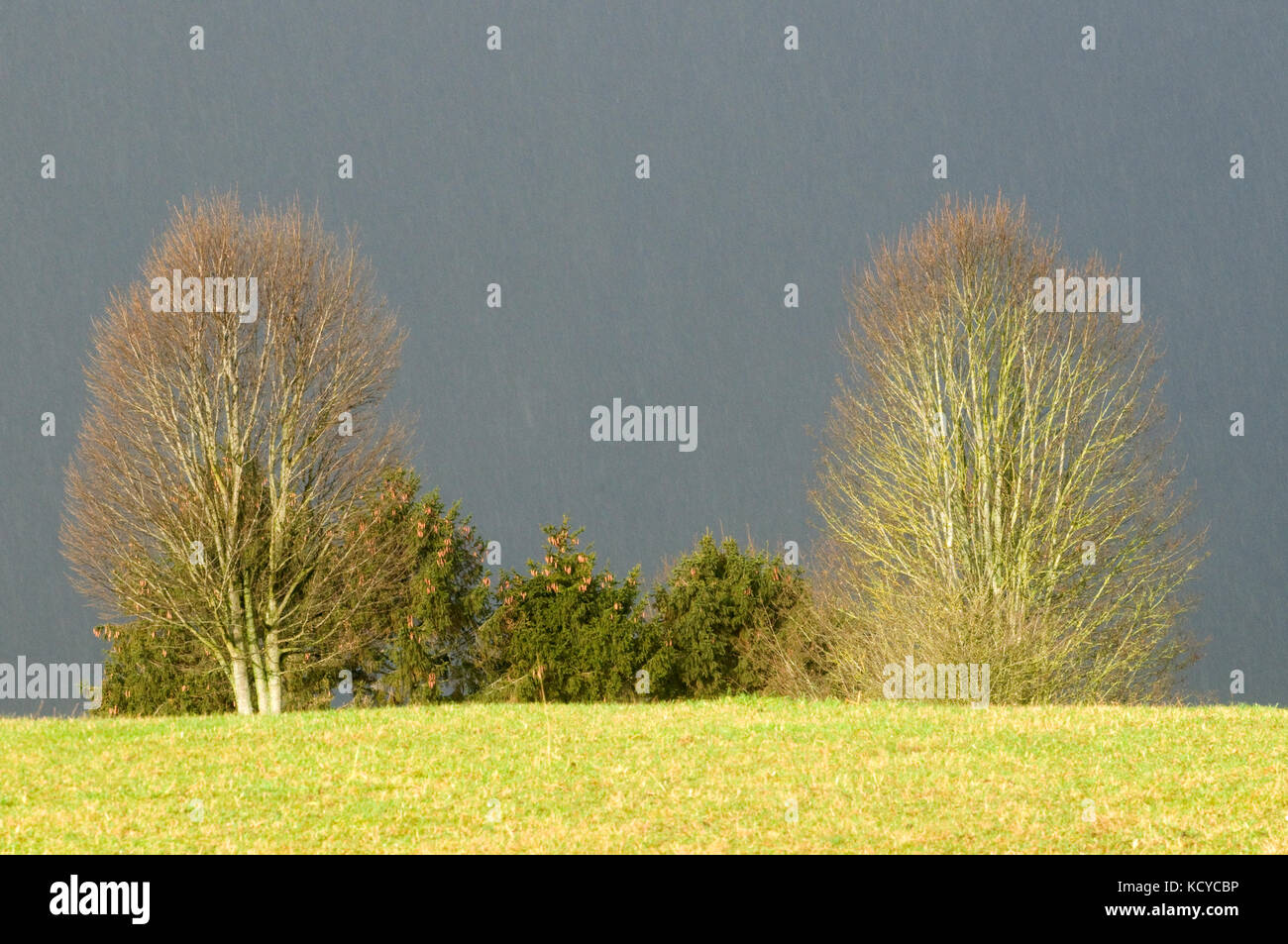 Sun lite inverno alberi sull orizzonte incorniciato con cielo scuro Foto Stock