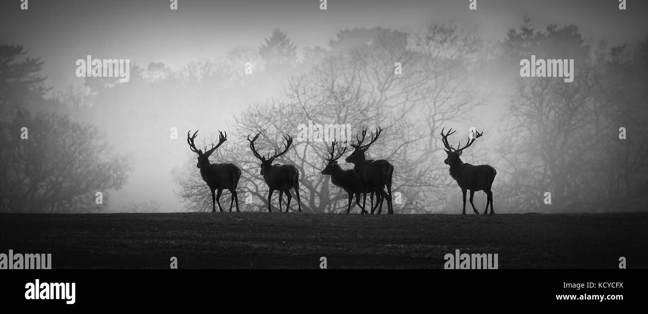 Cervi nel solco nel Cheshire, Inghilterra, Regno Unito Foto Stock