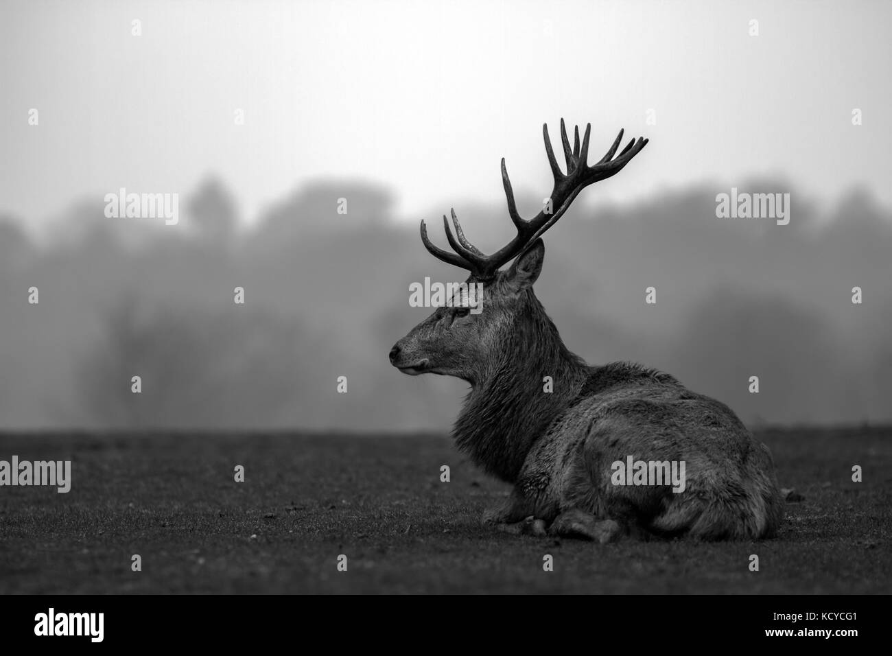 Cervi nel solco nel Cheshire, Inghilterra, Regno Unito Foto Stock