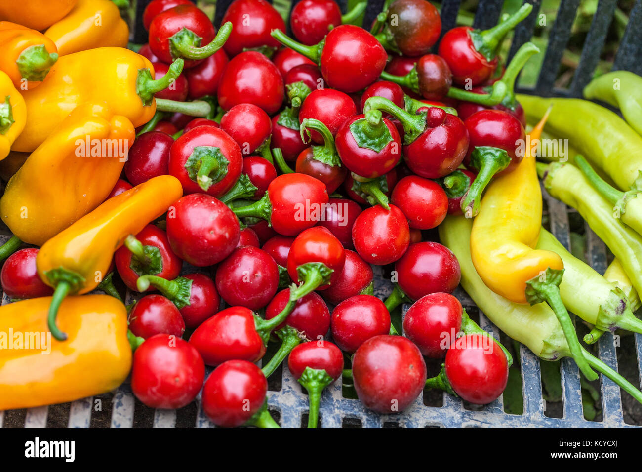 Appena raccolti i peperoncini rossi in una cassa Foto Stock