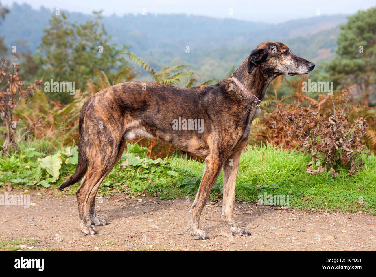 Lurcher, brindle cane adulto, in piedi sopra i diavoli conca, Surrey, Inghilterra Foto Stock