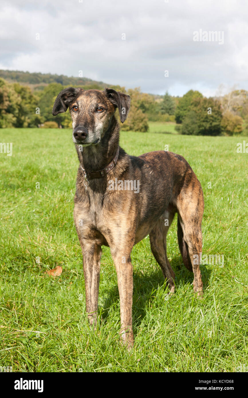 Lurcher, brindle cane adulto, in piedi in campo, Surrey, Inghilterra Foto Stock