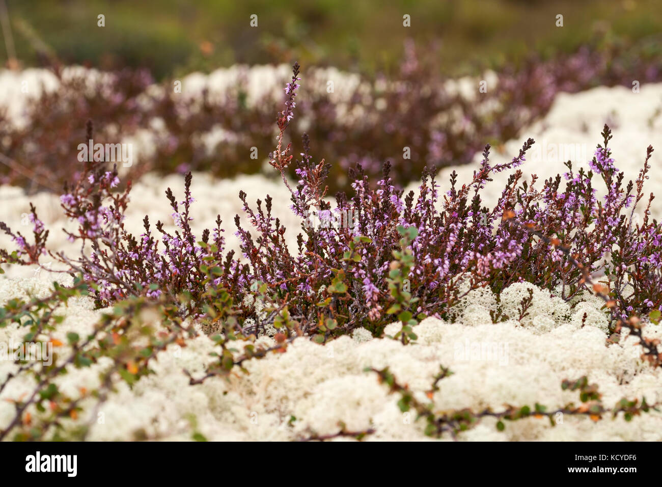 Bianco delle renne e fioritura heather in estate la tundra. Norvegia Foto Stock