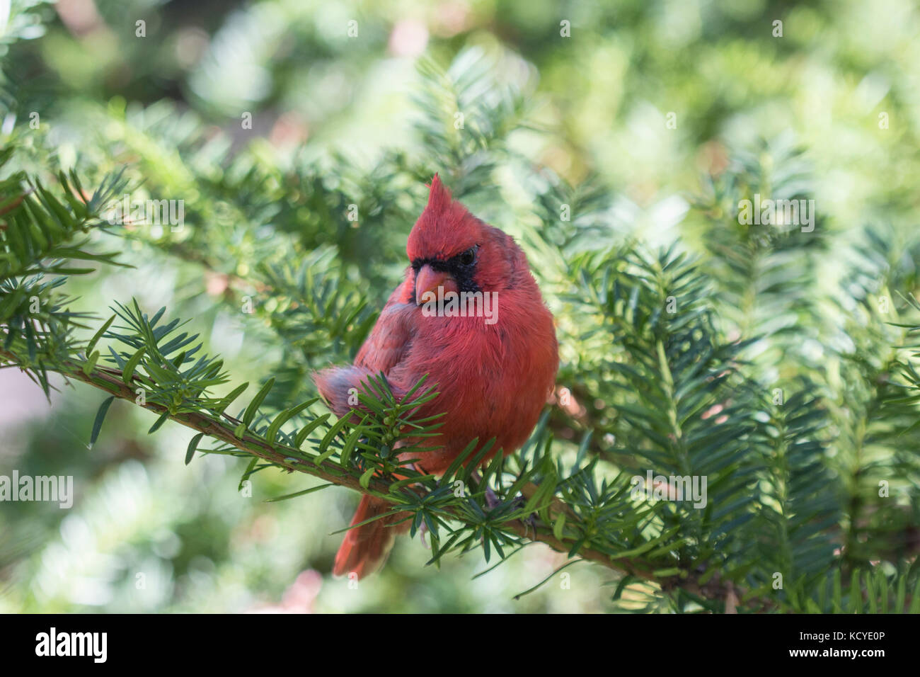 Splendido Cardinale Rosso Settentrionale, Un Uccello Colorato Che Mangia Semi Da Una Mangiatoia