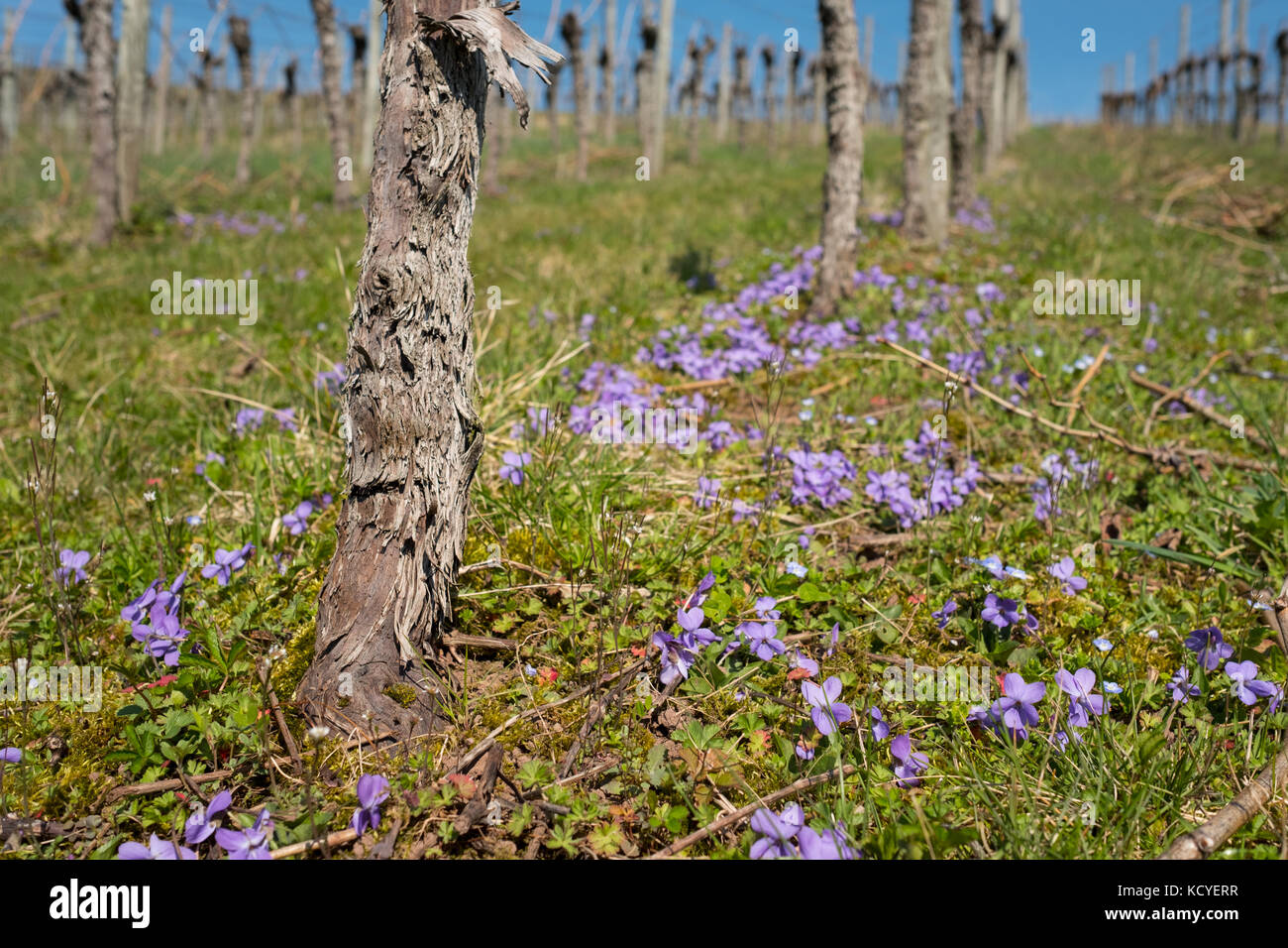 Violette e vite gnarled in un vigneto in primavera Foto Stock