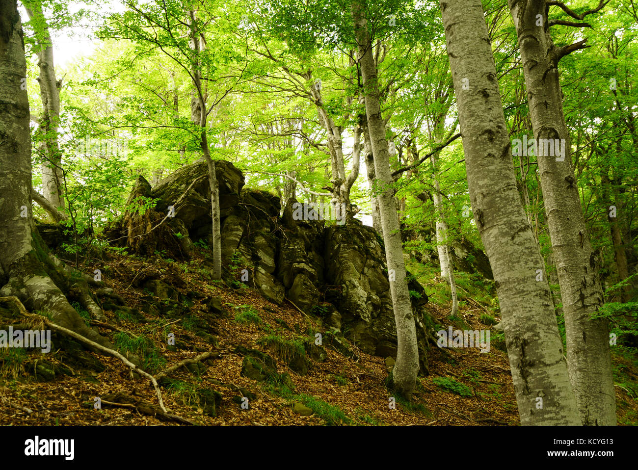 Gruppo di amanti della montagna di escursioni grohotis la gamma della montagna su sentieri non marcati e attraverso una foresta, parte di profondo deserto. Foto Stock