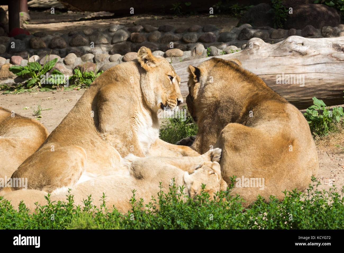 Lion pride riposa dopo la caccia maschio di leone asiatico e due femmine Foto Stock