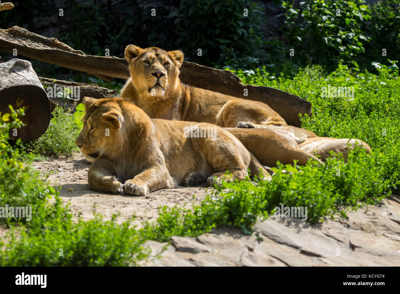 Lion pride riposa dopo la caccia maschio di leone asiatico e due femmine Foto Stock