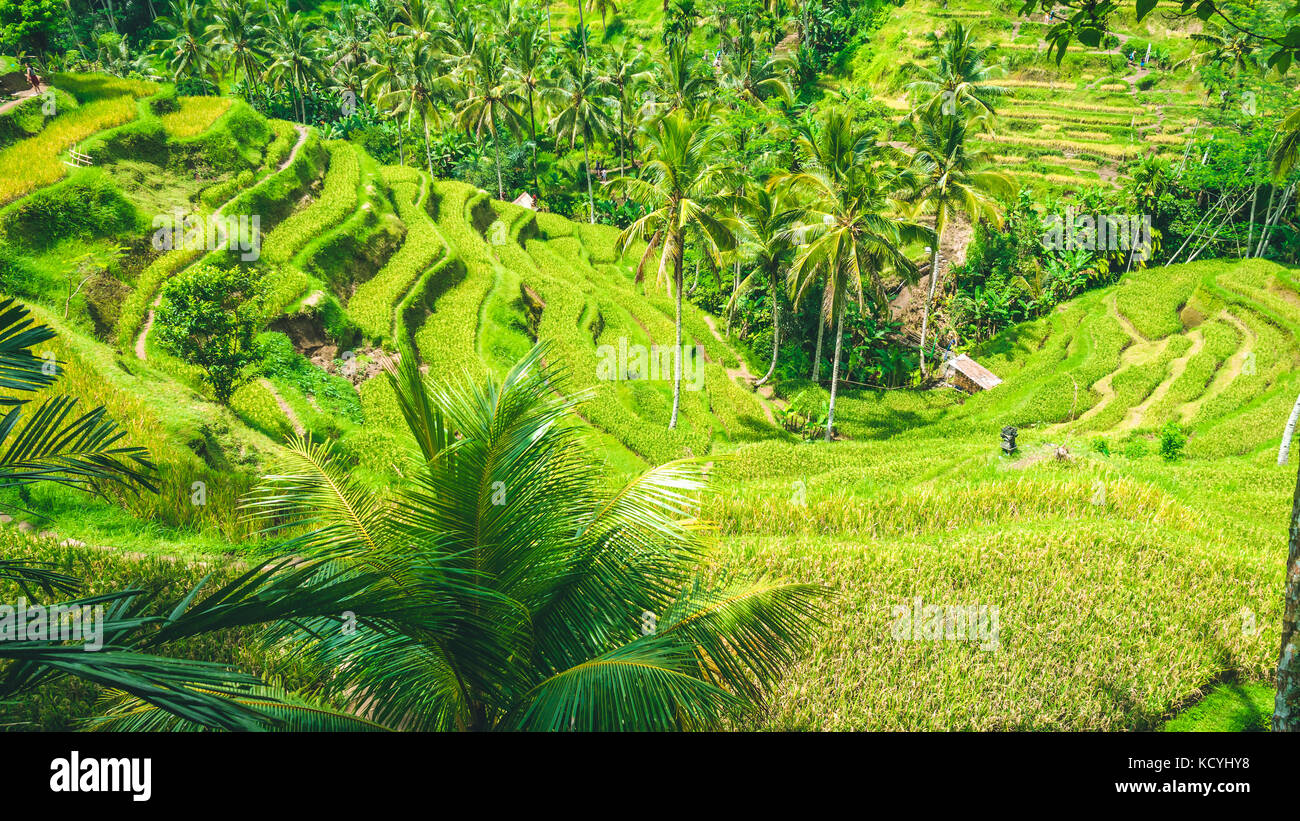 Incredibile riso tegalalang Terrazza campo coperto da splendide palme, Ubud, Bali, Indonesia Foto Stock