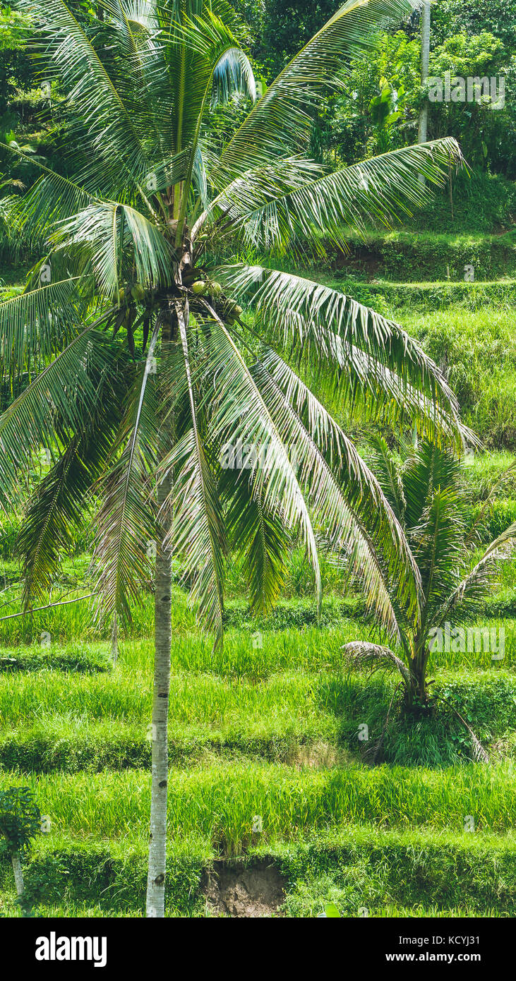 Bella Coconut Palm Tree in sorprendente Tegalalang riso Terrazza campi, Ubud, Bali, Indonesia Foto Stock