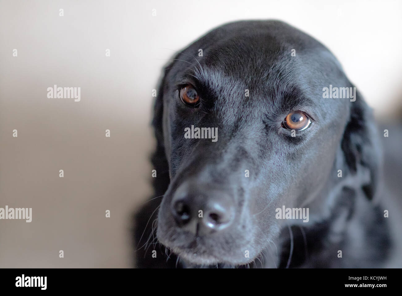 Un labrador nero con copia spazio sulla sinistra. Foto Stock