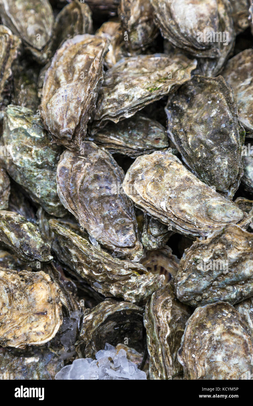 Ostriche fresche sfondo, Marsiglia, Francia Foto Stock