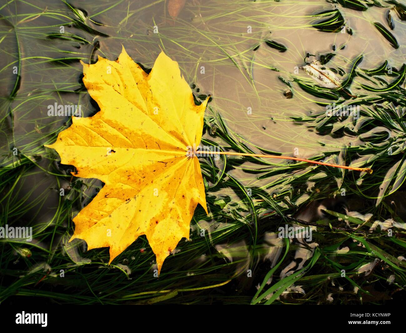 Caduto maple leaf in alghe verdi. marcio giallo arancione punteggiati maple leaf in acqua fredda di rapids. colori d'autunno simbolo. Foto Stock