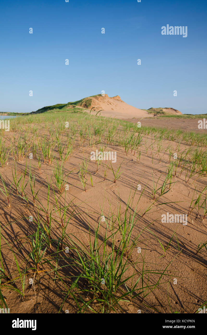 Le dune di sabbia a tracadie, Prince Edward Island National Park, Canada Foto Stock