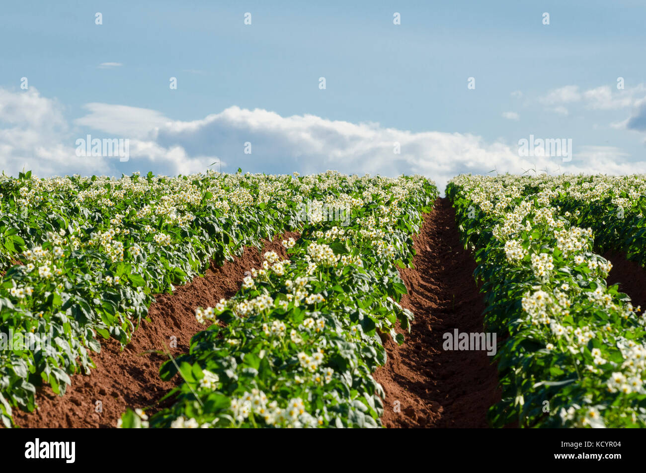 Campo di patate, agricoltura, Prince Edward Island, Canada, fiori Foto Stock