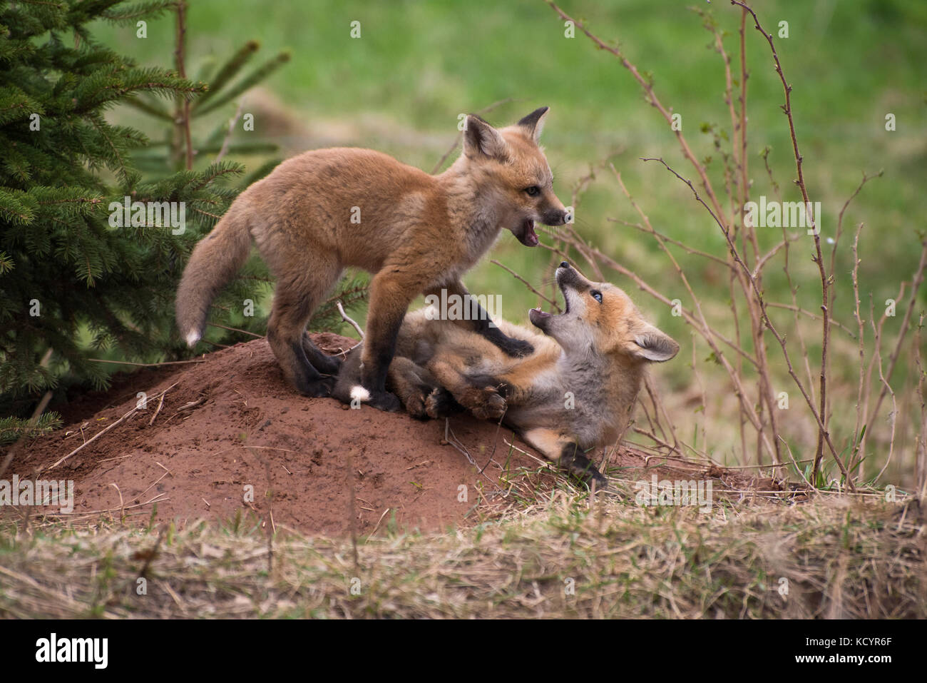 Red Fox, vulpes vulpes, cuccioli, giocando, charlottetown, Prince Edward Island, Canada Foto Stock