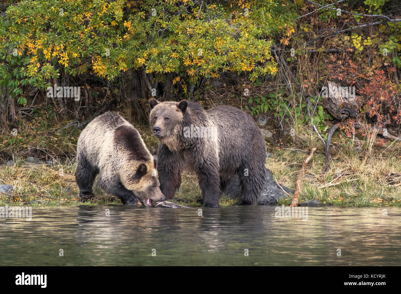 Orso grizzly (Ursus arctos horribilis), Adulto, femmina con terzo anno cub, banca di fiume sul flusso di salmone, alimentazione sulla molla (Chinook, Tyee, Re) Salmoni (Oncorhynchus tshawytscha), Autunno colori autunnali, Central British Columbia, Canada Foto Stock Orso grizzly (Ursus arctos horribilis), Adulto, femmina con terzo anno cub, banca di fiume sul flusso di salmone, alimentazione sulla molla (Chinook, Tyee, Re) Salmoni (Oncorhynchus tshawytscha), Autunno colori autunnali, Central British Columbia, Canada Foto Stock