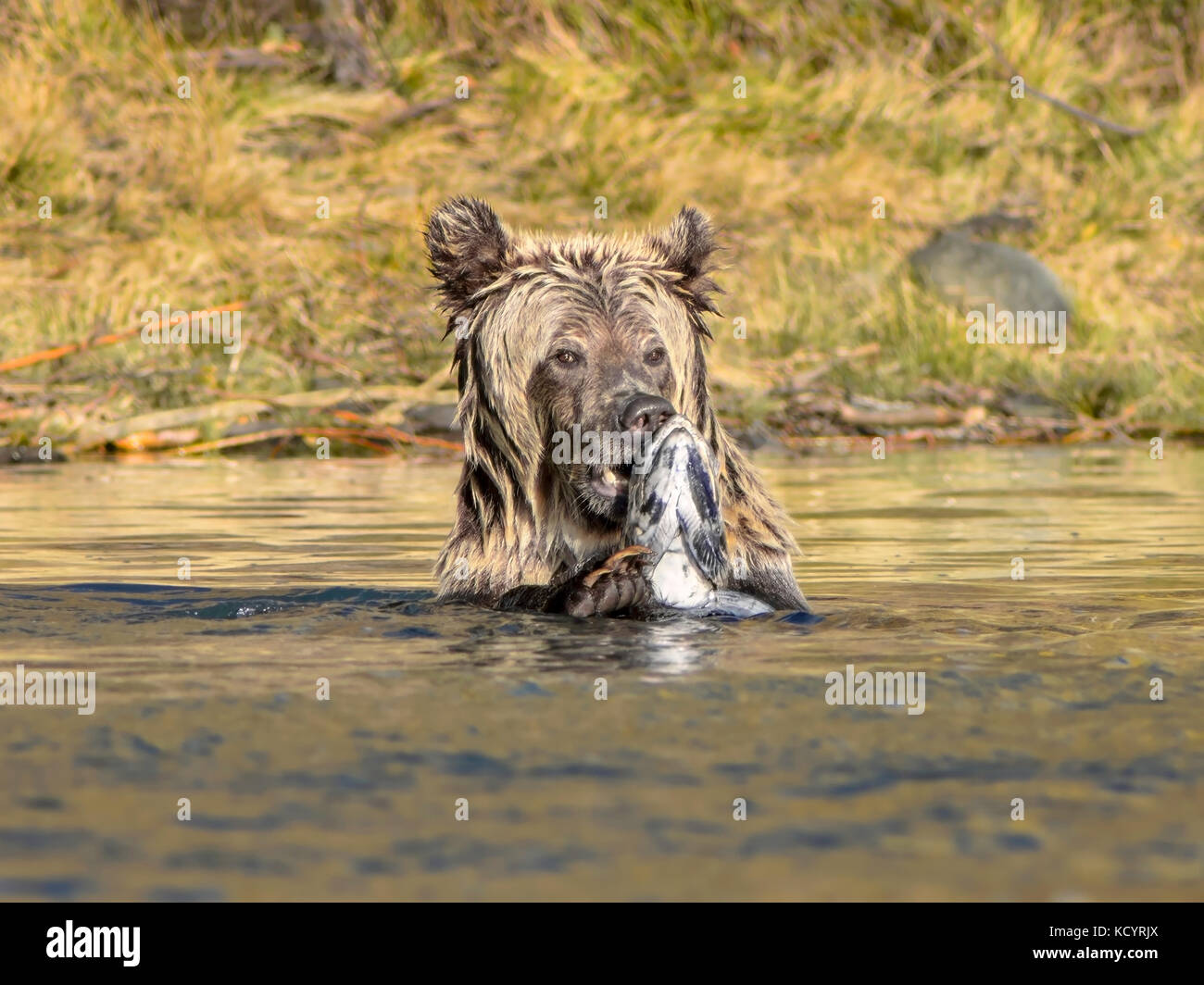 Orso grizzly (Ursus arctos horribilis), Sub-Adult, in acqua di salmone streamwith molla (Chinook, Tyee, Re) Salmoni (Oncorhynchus tshawytscha), Central British Columbia, Canada Foto Stock Orso grizzly (Ursus arctos horribilis), Sub-Adult, in acqua di salmone streamwith molla (Chinook, Tyee, Re) Salmoni (Oncorhynchus tshawytscha), Central British Columbia, Canada Foto Stock