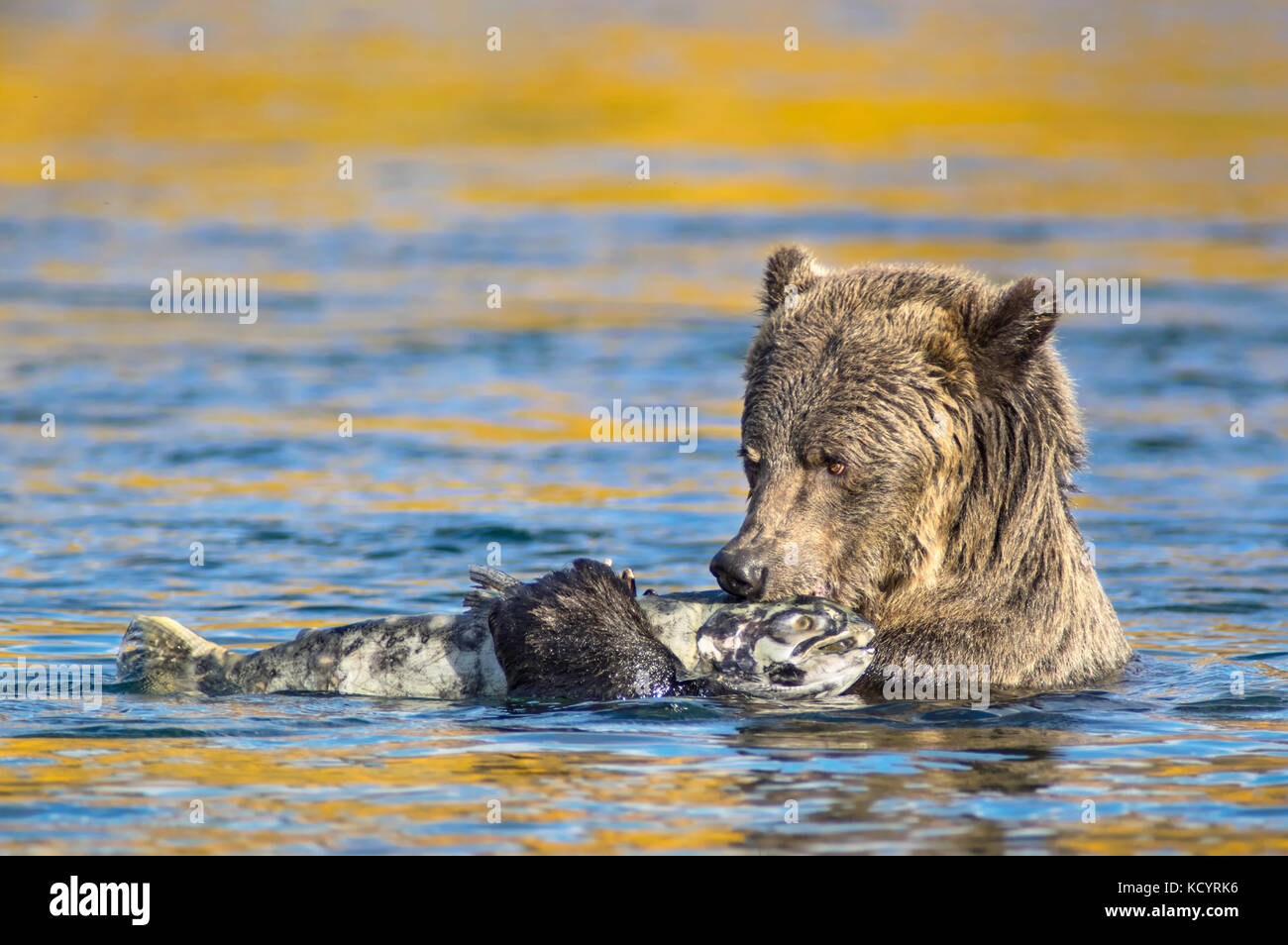 Orso grizzly (Ursus arctos horribilis), Adulto, femmina, in acqua del flusso di salmone con molla (Chinook, Tyee, Re) Salmoni (Oncorhynchus tshawytscha), Central British Columbia, Canada Foto Stock Orso grizzly (Ursus arctos horribilis), Adulto, femmina, in acqua del flusso di salmone con molla (Chinook, Tyee, Re) Salmoni (Oncorhynchus tshawytscha), Central British Columbia, Canada Foto Stock