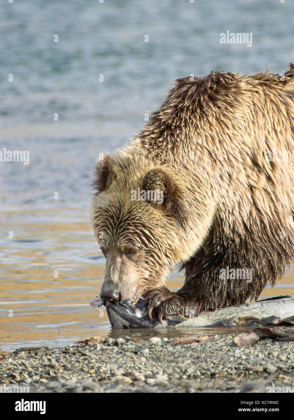 Orso grizzly (Ursus arctos horribilis), Adulto, sul bordo di un torrente di salmone con molla (Chinook, Tyee, Re) Salmoni (Oncorhynchus tshawytscha), Central British Columbia, Canada Foto Stock Orso grizzly (Ursus arctos horribilis), Adulto, sul bordo di un torrente di salmone con molla (Chinook, Tyee, Re) Salmoni (Oncorhynchus tshawytscha), Central British Columbia, Canada Foto Stock