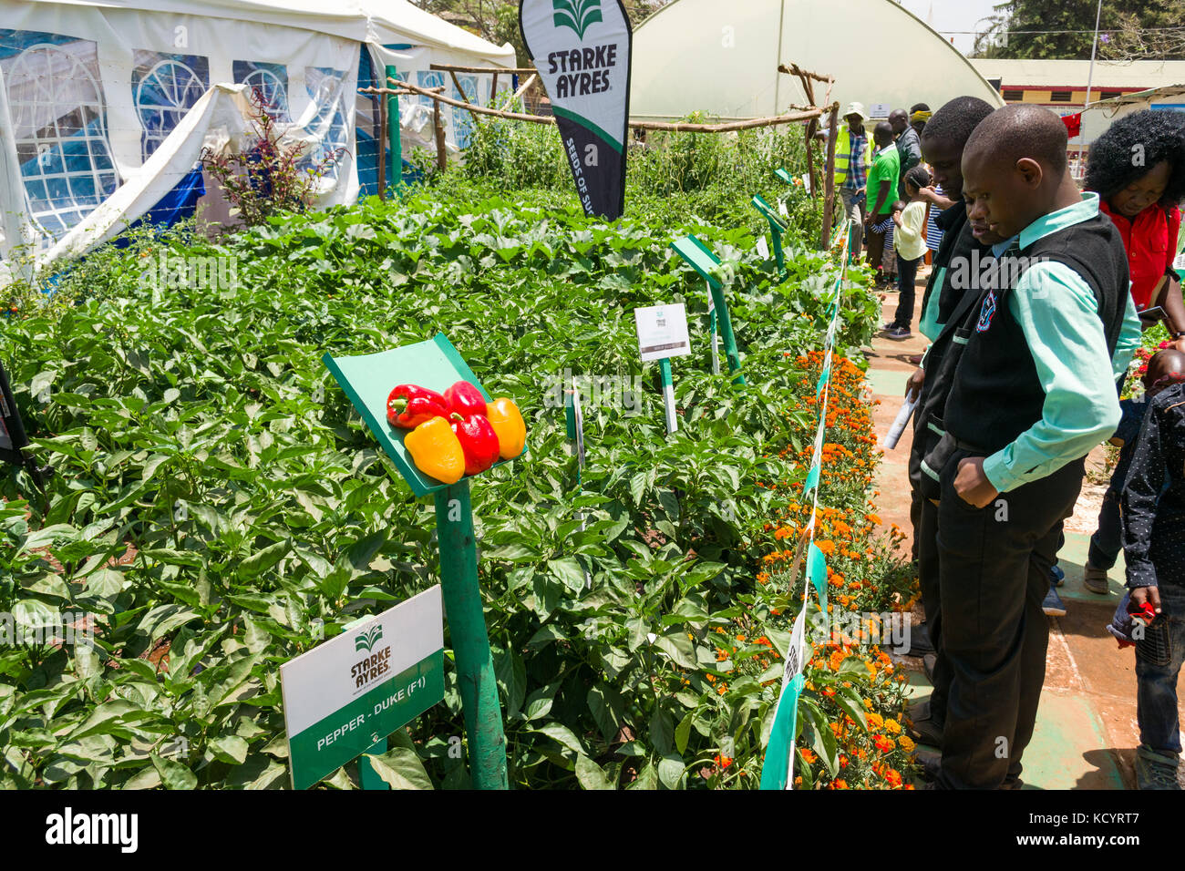 Starke Ayres agricoltura alimentare manifestano con persone, Nairobi Fiera Internazionale, Kenya Foto Stock