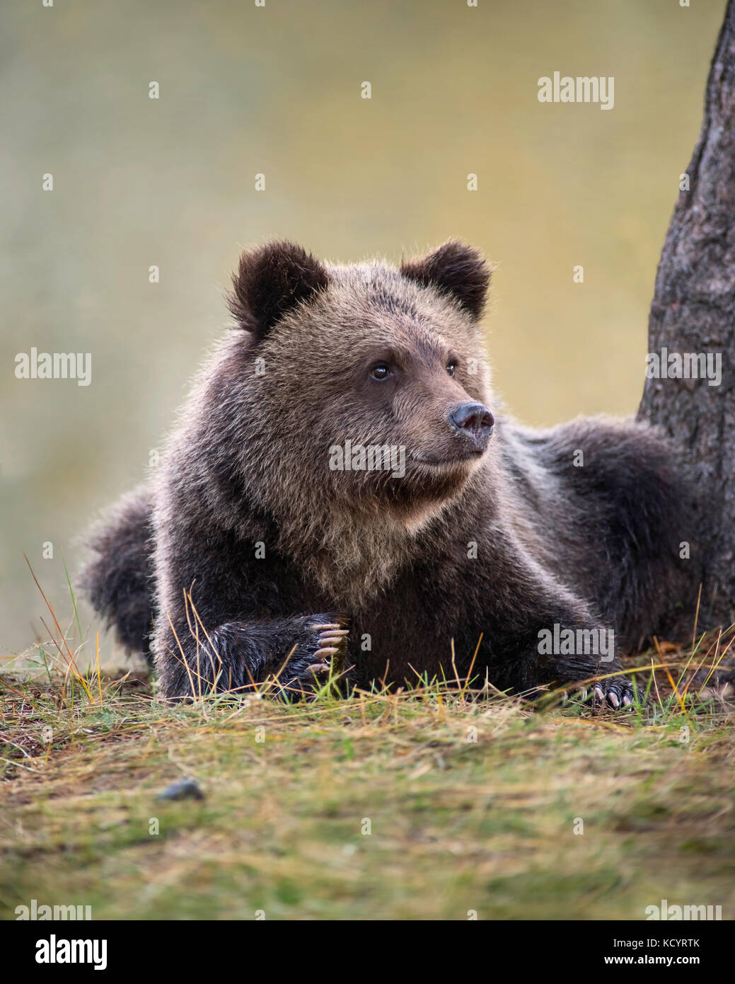 Orso grizzly (Ursus arctos horribilis), COY (Cub-Of-l'anno), primo anno cub sdraiato, Autunno Autunno, Central British Columbia, Canada Foto Stock