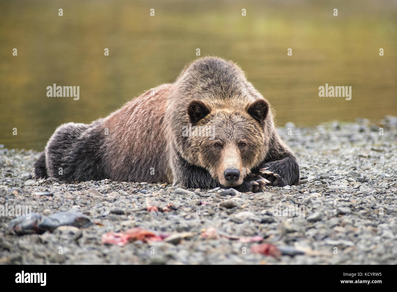 Orso grizzly (Ursus arctos horribilis), Adulto, Femmina, giacente nella ghiaia in riva al fiume di un flusso di salmone, Central British Columbia, Canada Foto Stock