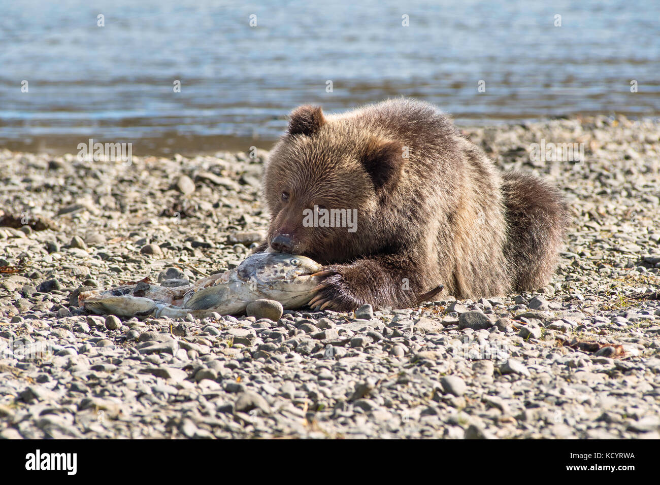 Orso grizzly (Ursus arctos horribilis), COY (Cub-Of-l'anno), primo anno Cub, Autunno Autunno, flusso di salmone Beach, alimentazione sulla molla (Chinook, Tyee, Re) Salmoni (Oncorhynchus tshawytscha), Central British Columbia, Canada Foto Stock