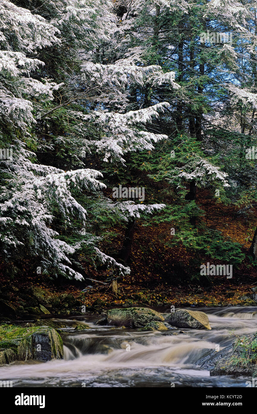 Alberi con la prima neve e flusso, Eastern-Townships, Sherbrooke, Québec, Canada Foto Stock