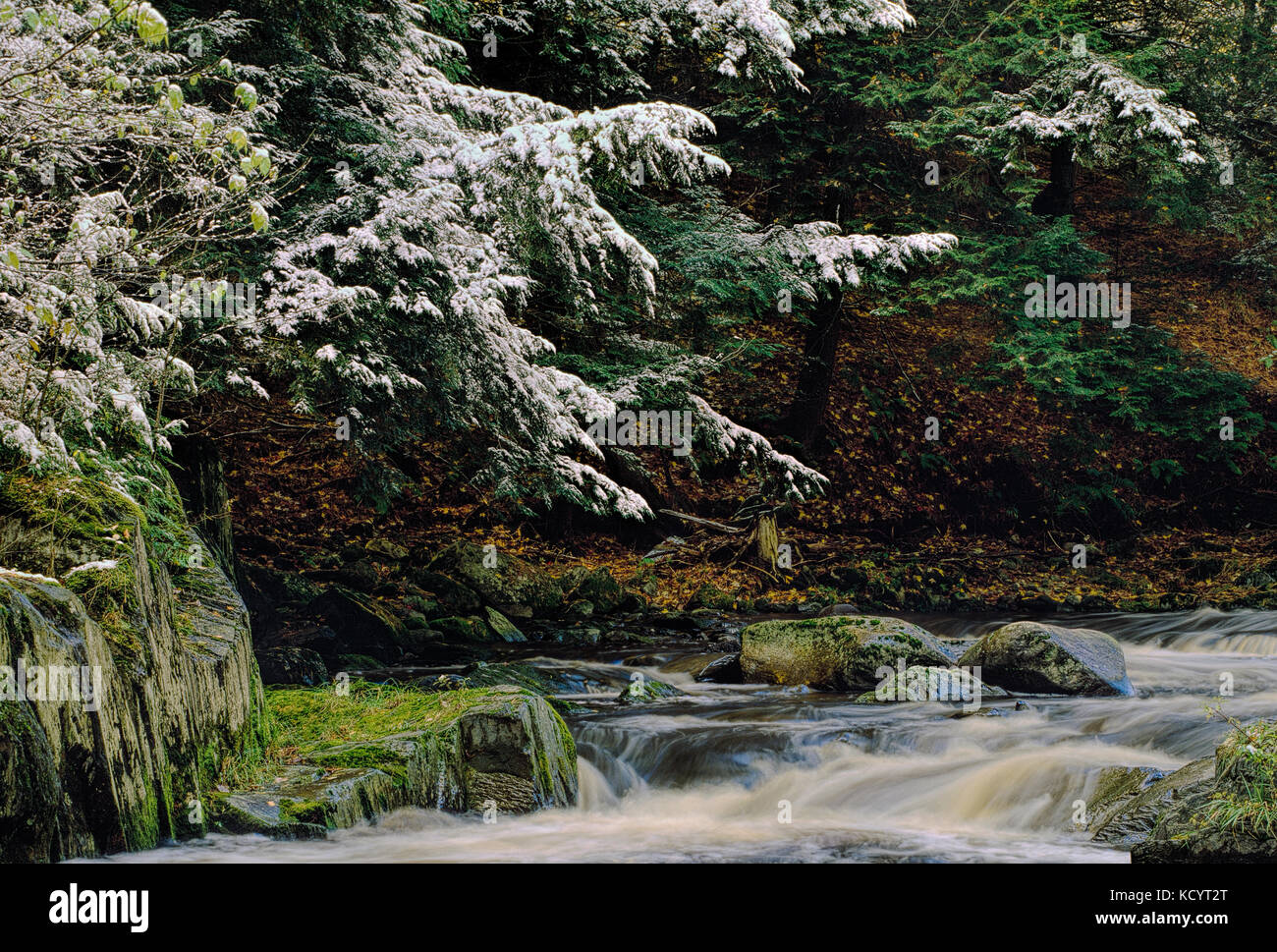 Alberi con la prima neve e flusso, Eastern-Townships, Sherbrooke, Québec, Canada Foto Stock